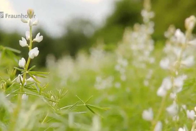 Superfood Lupinen: Süßlupine als Ersatz für tierische Produkte?