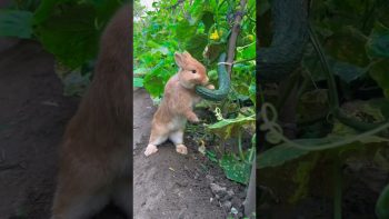 The little rabbit secretly eats cucumbers in the vegetable garden#pets #rabbit #animals