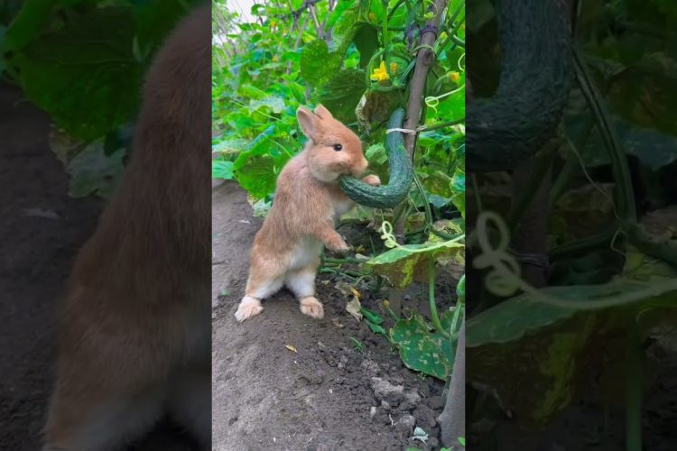 The little rabbit secretly eats cucumbers in the vegetable garden#pets #rabbit #animals