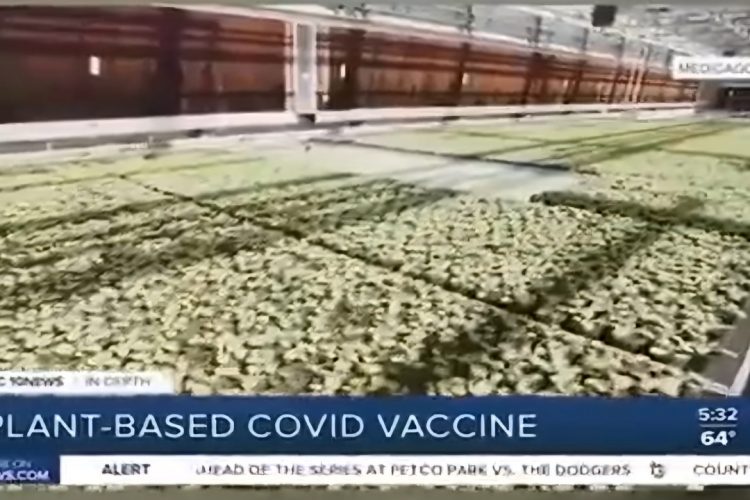 Gemüse mit COVID Impfstoff