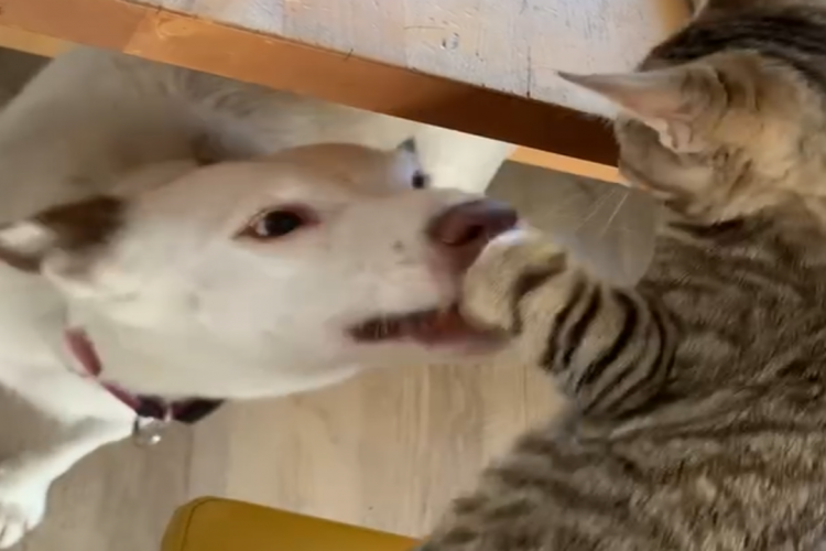 Schöner Hund & aww  Katze spielen