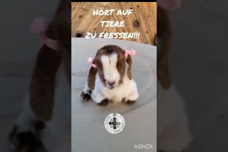 Hört auf Tiere zu fressen✨️Geistheiler Sananda