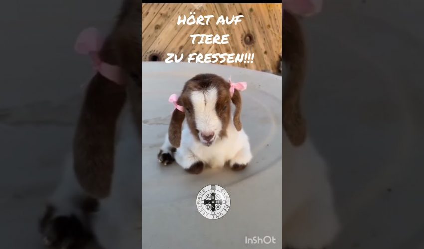 Hört auf Tiere zu fressen✨️Geistheiler Sananda