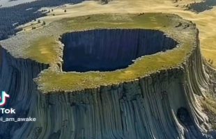 Gigantische Mutterbäume