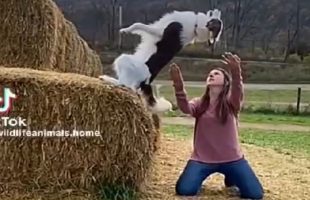 SMART DOG