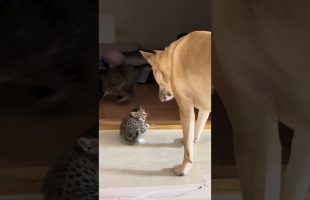 Hund beschützt Kätzchen heldenhaft vor größerer Katze