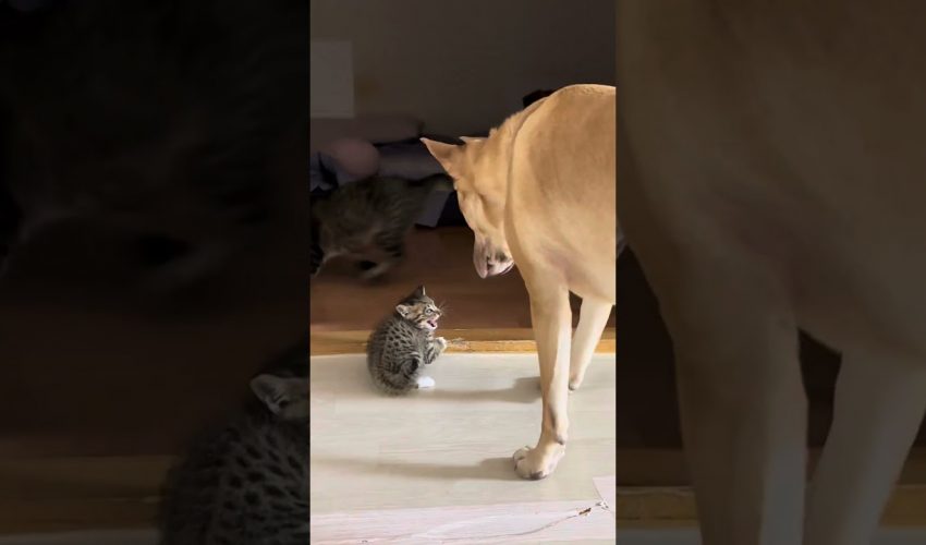 Hund beschützt Kätzchen heldenhaft vor größerer Katze