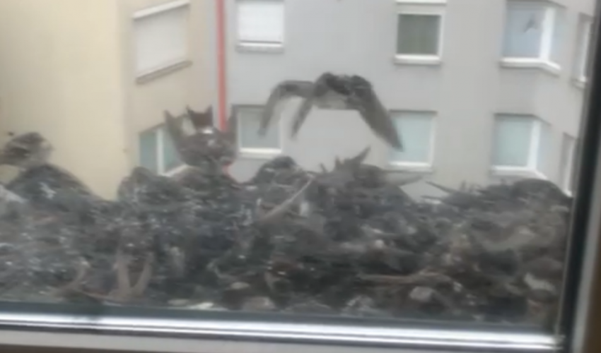 Schwalben in Not!!!