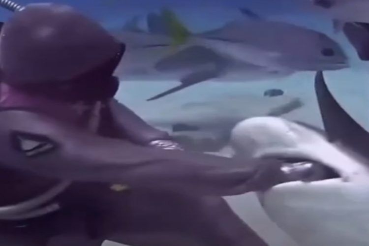 Christina hilft einem Hai,der einen Angelhaken im Maul hat..