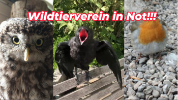 Ein Wildtierverein in Not