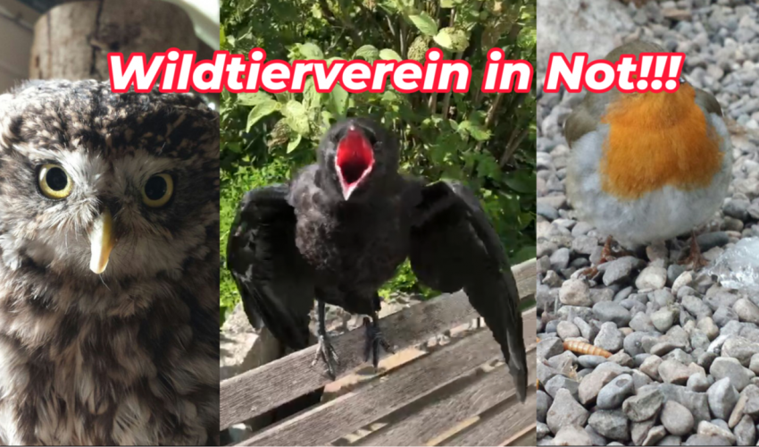 Ein Wildtierverein in Not