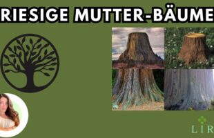 Riesige Mutterbäume – Ist Avatar nur ein Film?