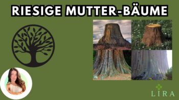 Riesige Mutterbäume – Ist Avatar nur ein Film?