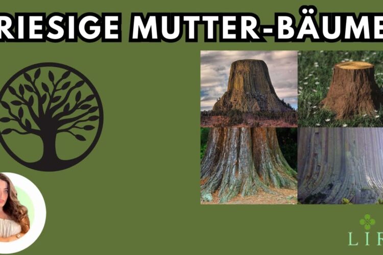 Riesige Mutterbäume – Ist Avatar nur ein Film?