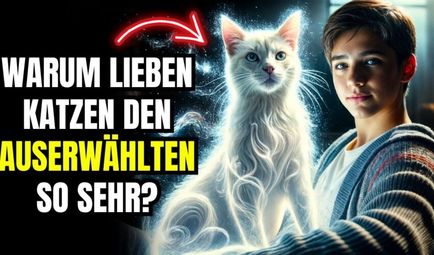 Warum Verbinden Sich Die KatzenSo Sehr Mit Den Auserwählten? DieWahrheit Wird Dich Überraschen!