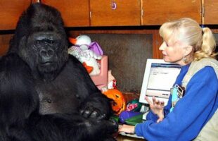 Die sprechende Gorilladame sagte etwas Schockierendes über Menschen – Du wirst es nicht glauben!