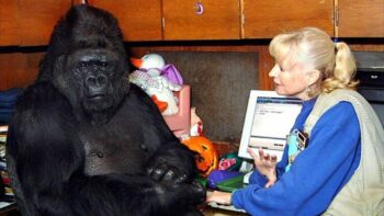 Die sprechende Gorilladame sagte etwas Schockierendes über Menschen – Du wirst es nicht glauben!
