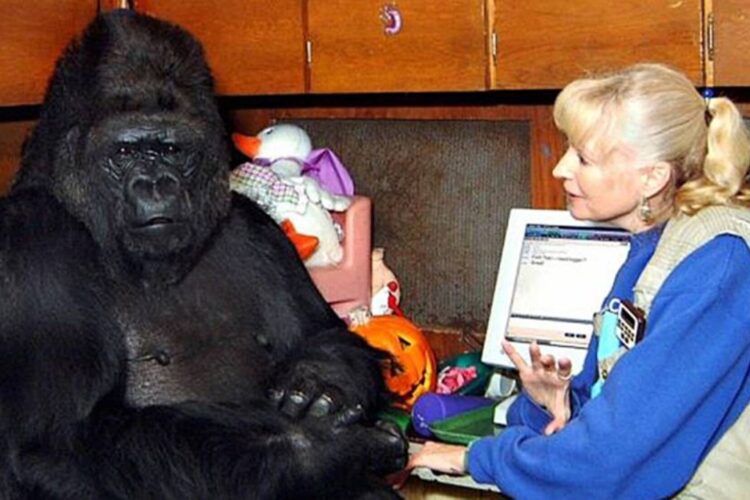 Die sprechende Gorilladame sagte etwas Schockierendes über Menschen – Du wirst es nicht glauben!