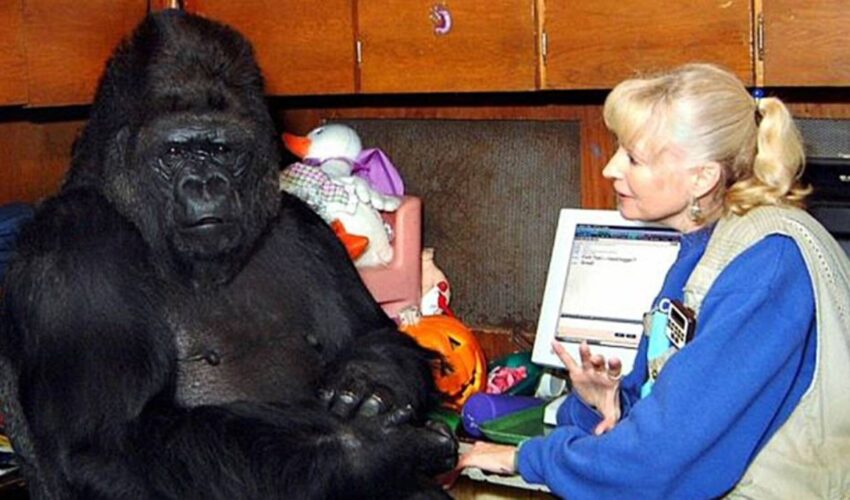 Die sprechende Gorilladame sagte etwas Schockierendes über Menschen – Du wirst es nicht glauben!